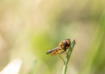 Macro photographie artistique d'une abeille sur une plante