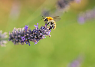 Macro photographie artistique d'une abeille sur une plante