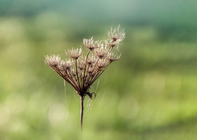 Macro photographie artistique plante fleur de montagne marron verte