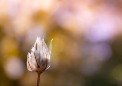 Macro photographie artistique plante fleur de montagne marron verte violet orange