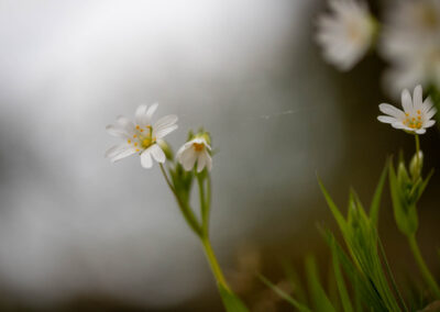 Macro photographie artistique plante fleur de montagne blanche verte