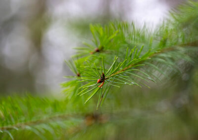 Macro photographie artistique aiguilles de sapin