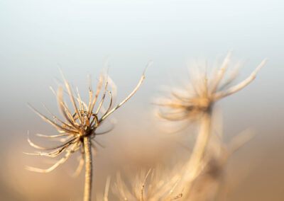 Macro photographie artistique plante des prés