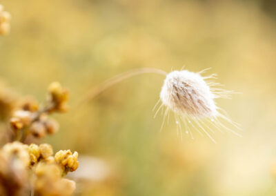 Macro photographie artistique chaton plante des dunes jaune orangé