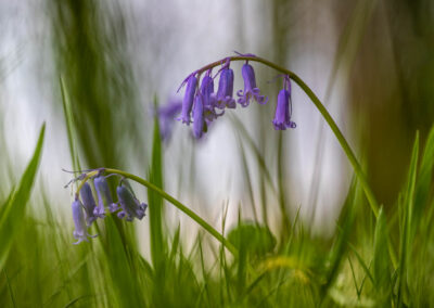 Macro photographie artistique fleur clochette violette