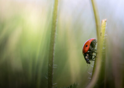 Macro photographie artistique d'une coccinelle sur une plante