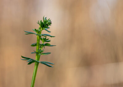 Macro photographie artistique plante verte