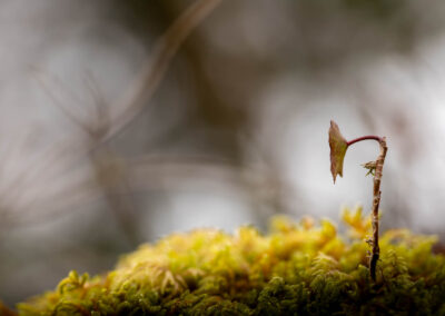 Macro photographie artistique plante verte dans la mousse