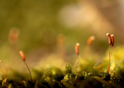 Macro photographie artistique plante verte dans la mousse