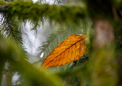 Macro photographie artistique feuille d'automne sapin