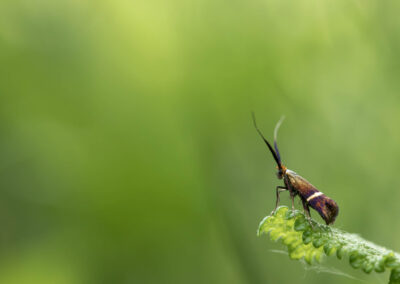 Macro photographie artistique d'un insecte sur une plante