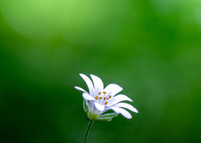 Macro photographie artistique fleur blanche de montagne