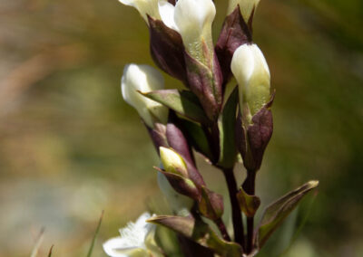 Macro photographie artistique fleur de montagne