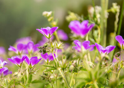 Macro photographie artistique fleur violette de montagne alpage