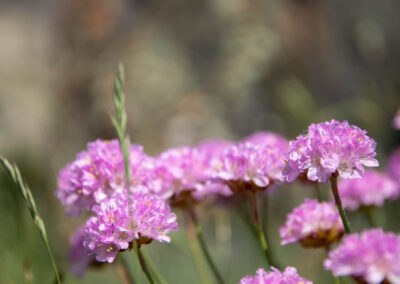 Macro photographie artistique fleur violette de montagne alpage