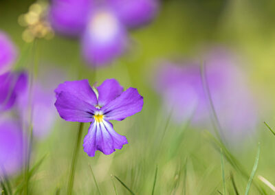 Macro photographie artistique fleur violette de montagne alpage