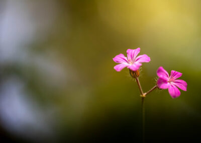 Macro photographie artistique fleur violette de montagne alpage