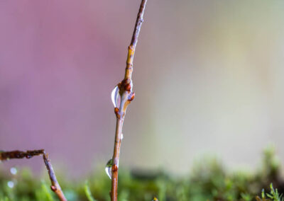 Macro photographie artistique goutte sur une branche