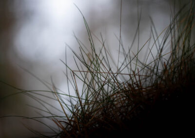 Macro photographie artistique herbes en contre jour