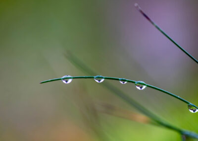 Macro photographie artistique goutte sur une branche