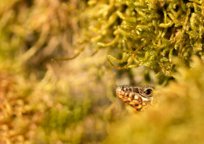 Macro photographie artistique d'un lézard caché dans les herbes