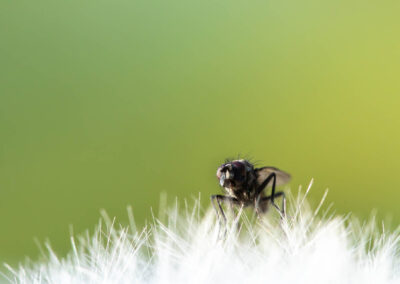 Macro photographie artistique d'une mouche sur un pissenlit