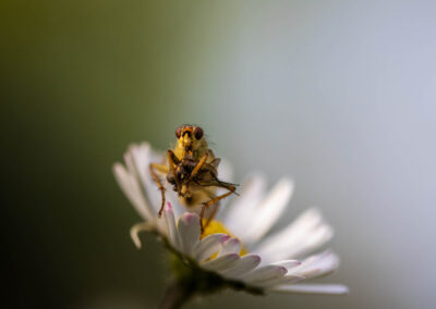 Macro photographie artistique d'une mouche sur une plante