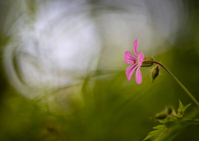 Macro photographie artistique fleur violette de montagne alpage