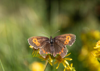 Macro photographie artistique d'un papillon sur une plante