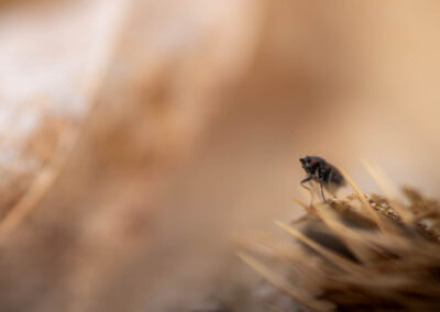 Macro photographie artistique d'une mouche sur une plante