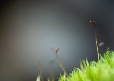 Macro photographie artistique plante verte dans la mousse