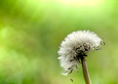 Macro photographie artistique pissenlit sur fond vert