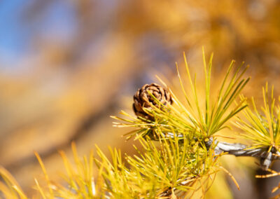 Macro photographie artistique pomme de mélèze automne