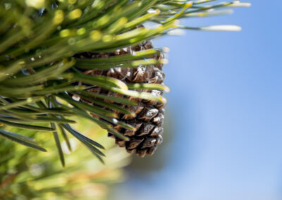 Macro photographie artistique pomme de pin