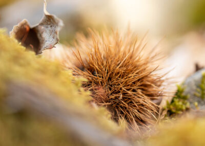 Macro photographie artistique châtaigne