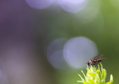 Macro photographie artistique d'une mouche sur une plante