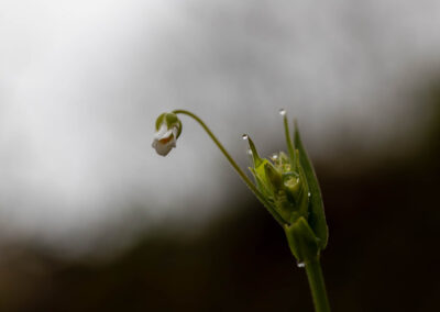 Macro photographie artistique fleur blanche