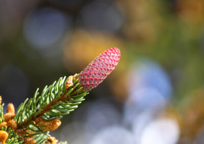 Macro photographie artistique sapin de montagne