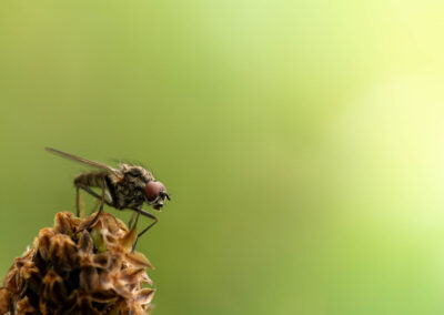 Macro photographie artistique d'une mouche sur une plante