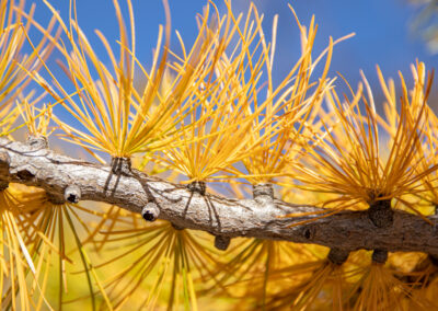 Macro photographie artistique branche et aiguilles de mélèze automne