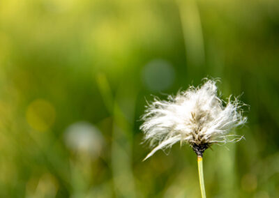 Macro photographie artistique fleur blanche de montagne