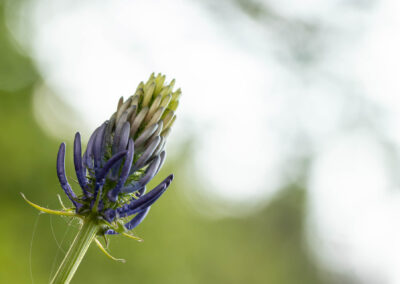 Macro photographie artistique fleur de montagne