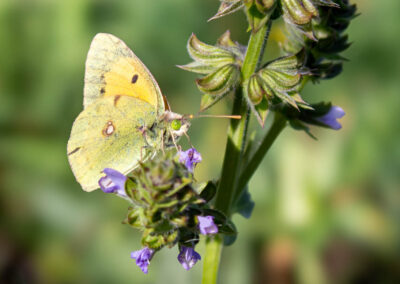 Macro photographie artistique d'un papillon sur une fleure