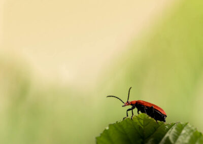 Macro photographie artistique d'un insecte sur une plante