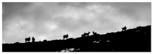 Photo Dibond Montagne Bouquetins noir et blanc Belledonne Chamrousse taillefer