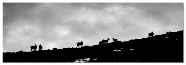 Photo Dibond Montagne Bouquetins noir et blanc Belledonne Chamrousse taillefer