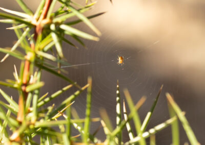 Insecte araignée macro photo genévrier